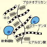 変形性ひざ関節症の原因