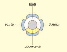 リポタンパクの構造