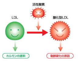 悪者は酸化型LDL