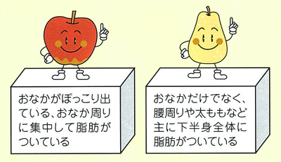 りんご：おなかがぽっこり出ている、おなか周りに集中して脂肪がついている　洋ナシ：おなかだけでなく、腰周りや太ももなど主に下半身全体に脂肪がついている