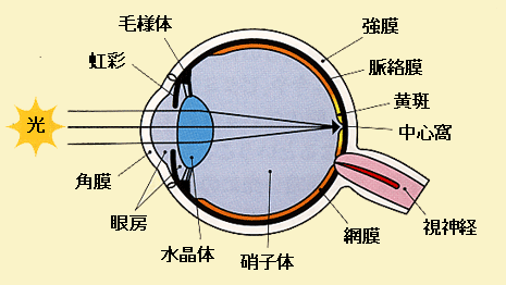 物のみえる仕組み