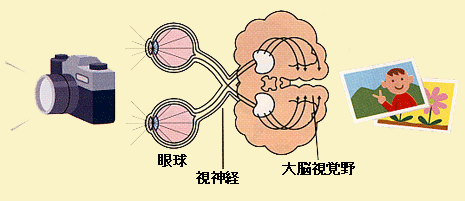 物のみえる仕組み