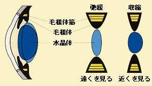 毛様体筋が収縮すると水晶体が膨らむ