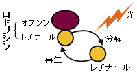 ロドプシンの代謝回転